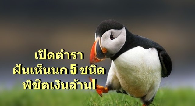 image-เปิดตำรา ฝันเห็นนก 5 ชนิด พิชิตเงินล้าน!