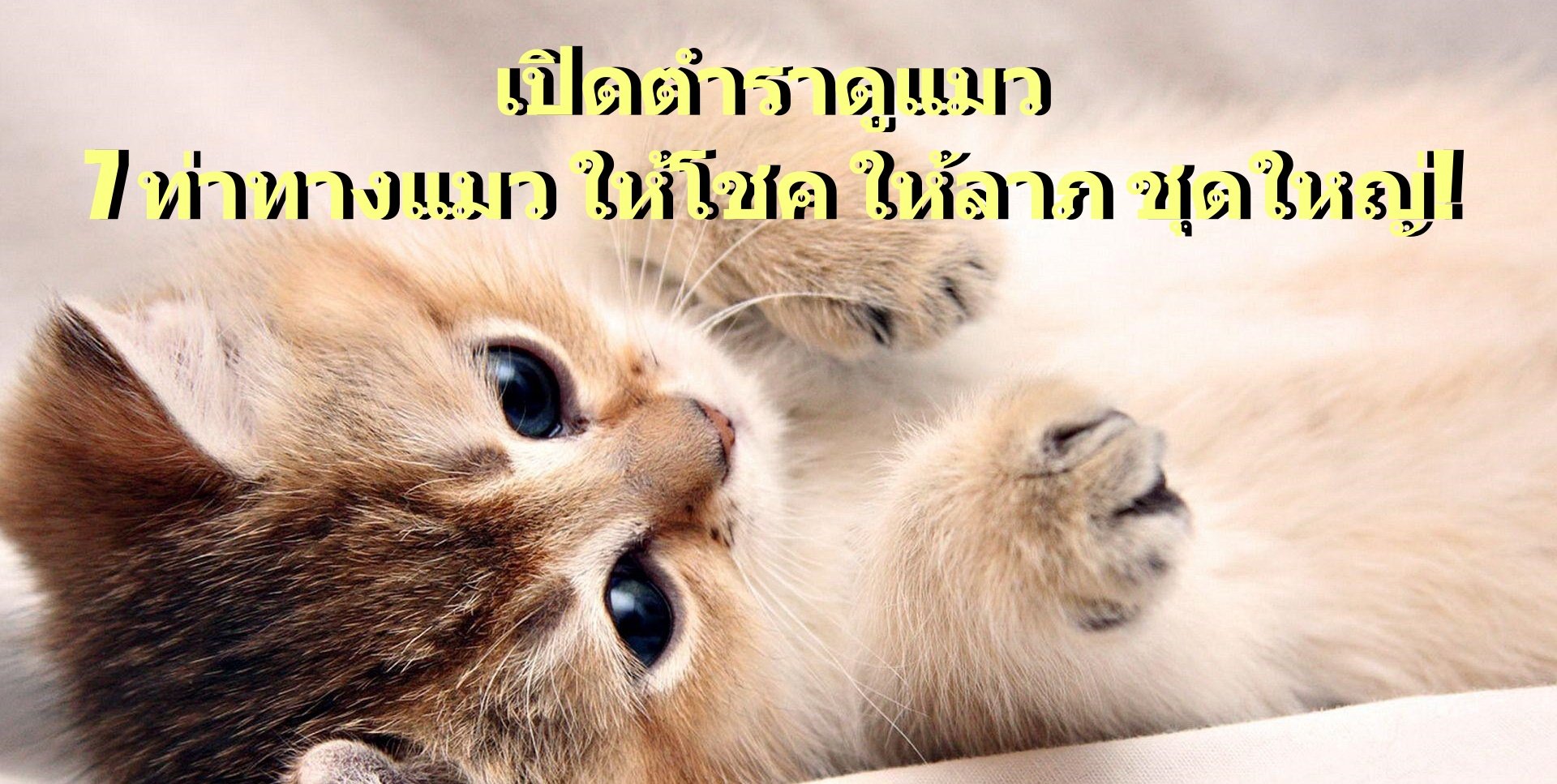 image-เปิดตำราดูแมว 7 ท่าทาง แมวให้โชค ให้ลาภ ชุดใหญ่!