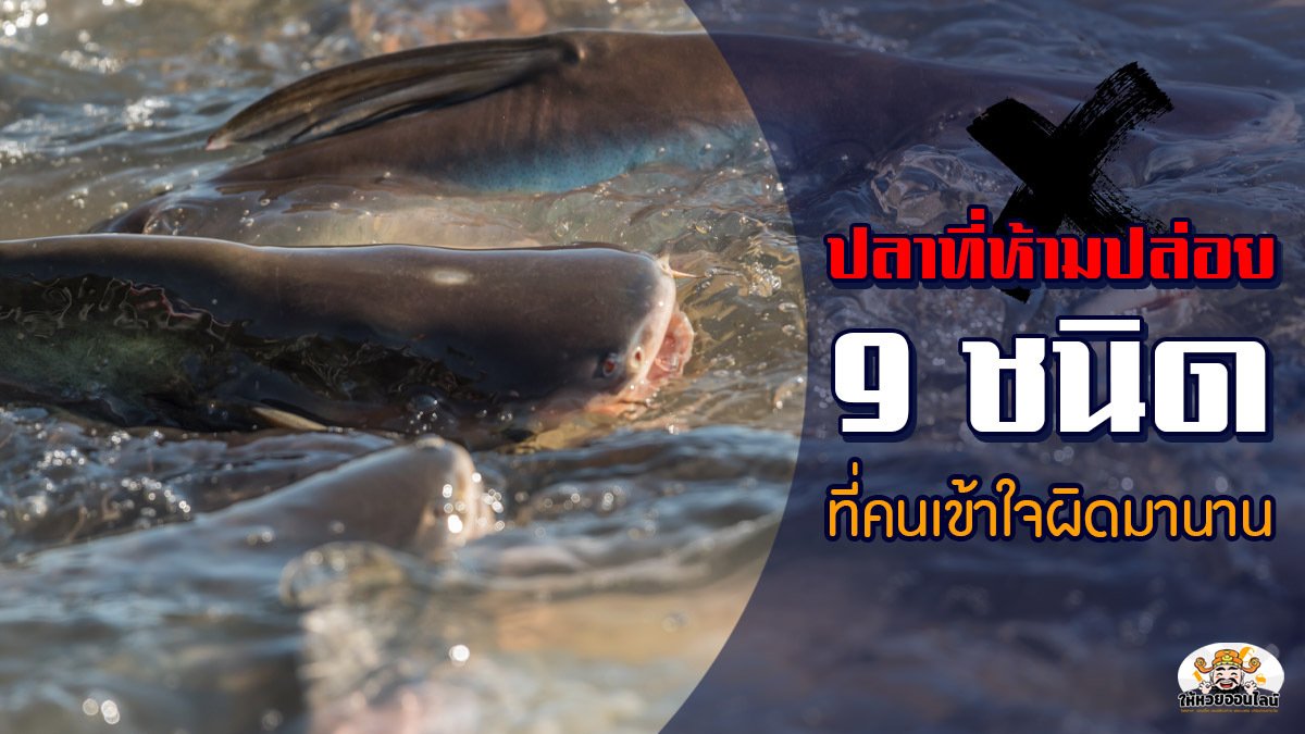 image-ปลาที่ห้ามปล่อย 9 ชนิด ที่คนเข้าใจผิดมานาน