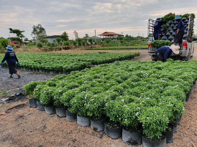 ขายต้นพุดศุภโชค