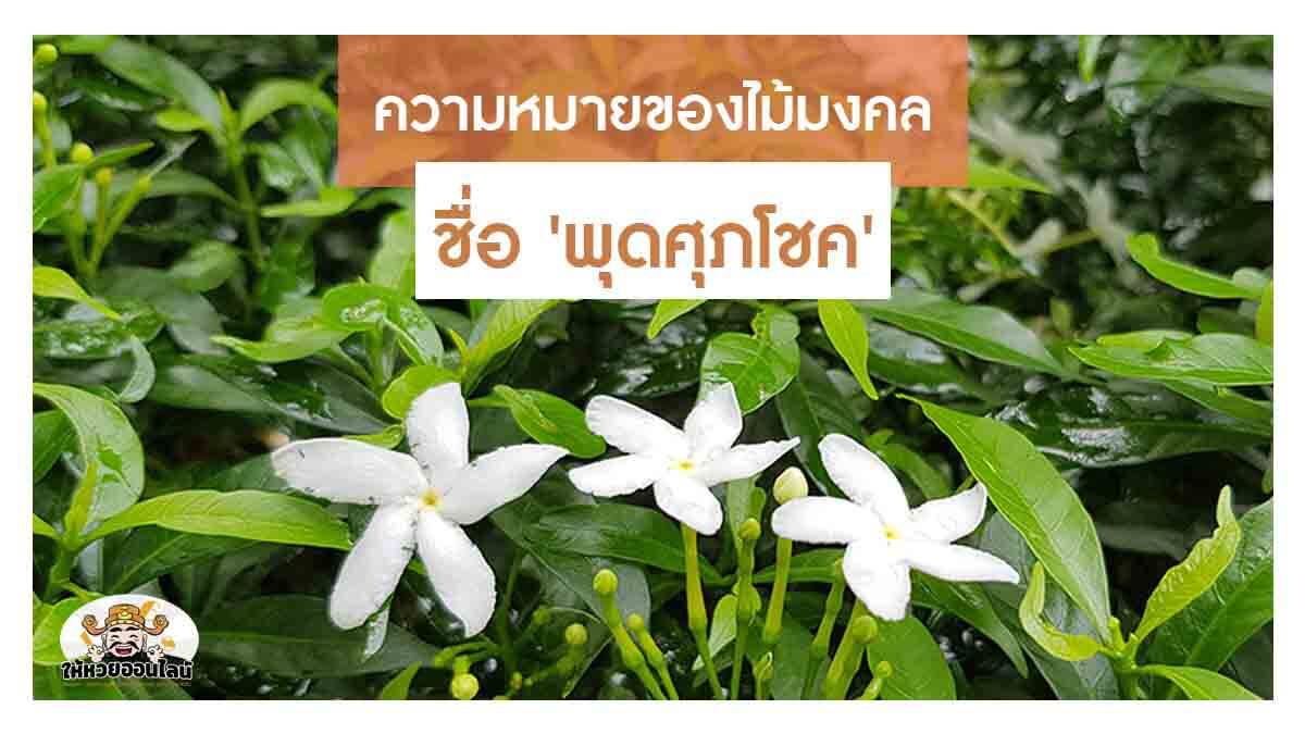 image-ความหมายของไม้มงคล ชื่อ ต้นพุดศุภโชค