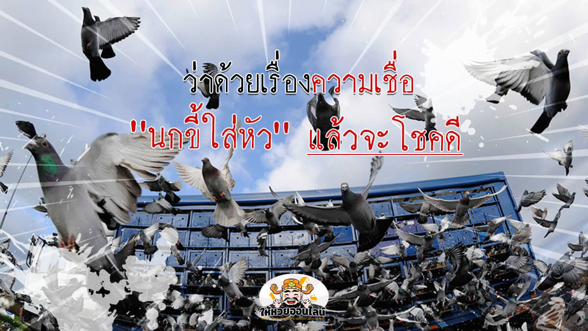 image-นกขี้ใส่หัว กับความเชื่อโบราณว่าจะโชคดีหรือร้ายกันแน่?