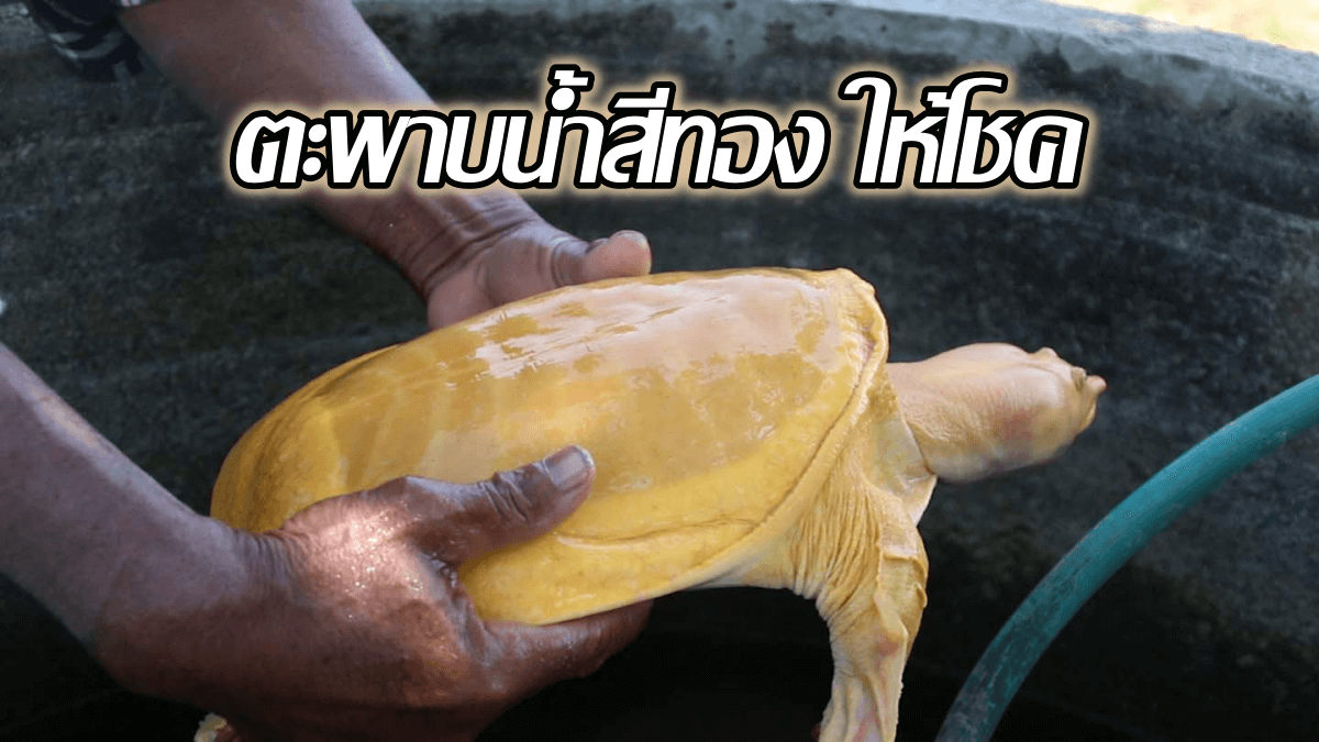 image-ฮือฮา!! พบ “ตะพาบน้ำสีทอง” คอหวยแห่ขอโชค ลุ้นรวย 01/03/64