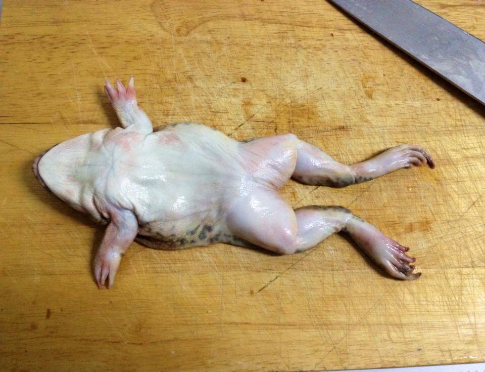 ฝันเห็นกบตาย