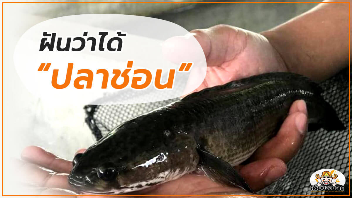 image-อยู่ ๆ ก็ฝันว่าได้ปลาช่อน เป็นงง ดีหรือร้าย!