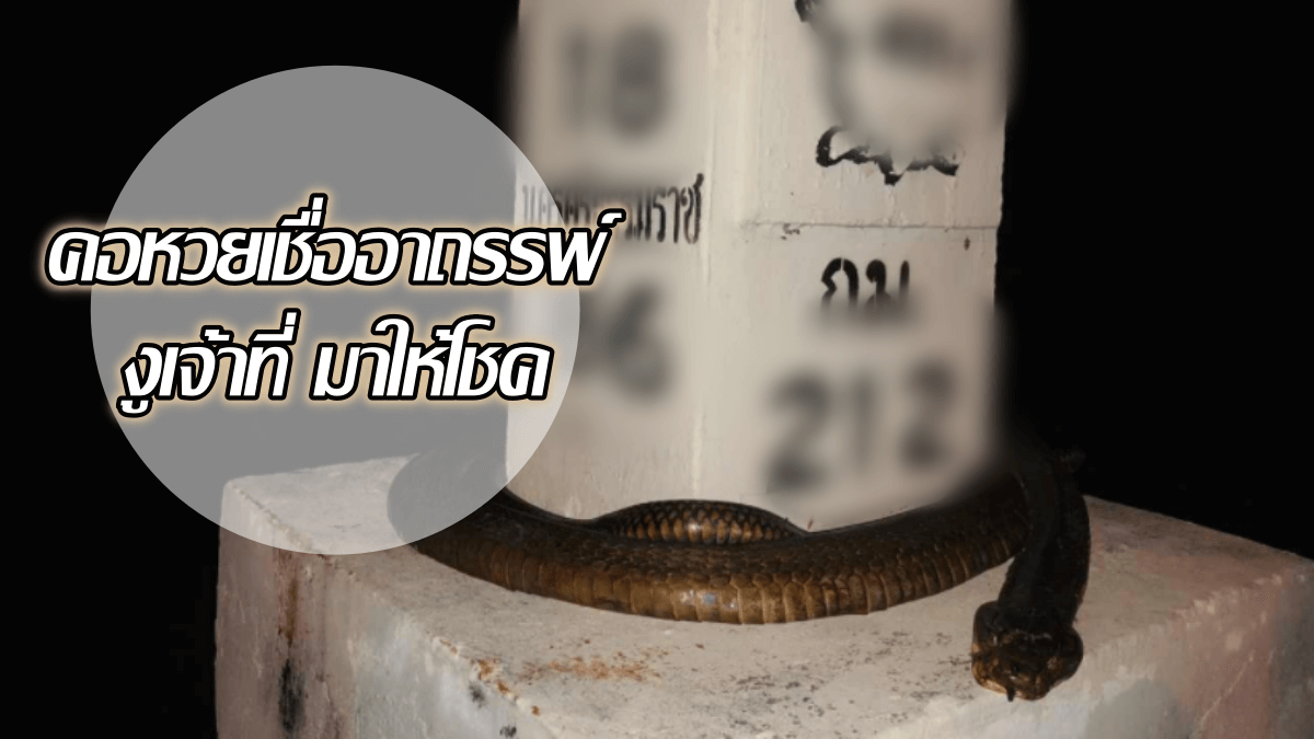 image-จงอางยักษ์ ตายคาหลักกิโล คอหวยเชื่ออาถรรพ์ งูเจ้าที่ มาให้โชค