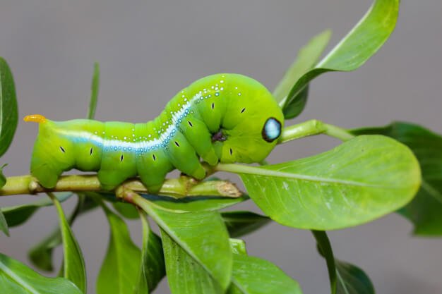 ฝันเห็นหนอน สีเขียว