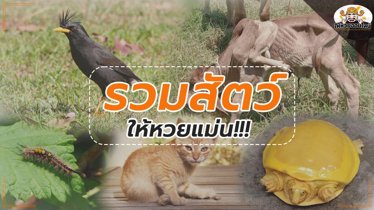 image-รวมสัตว์ให้หวยแม่น บอกเลขเด็ดพาถูกหวยมาหลายงวดติด