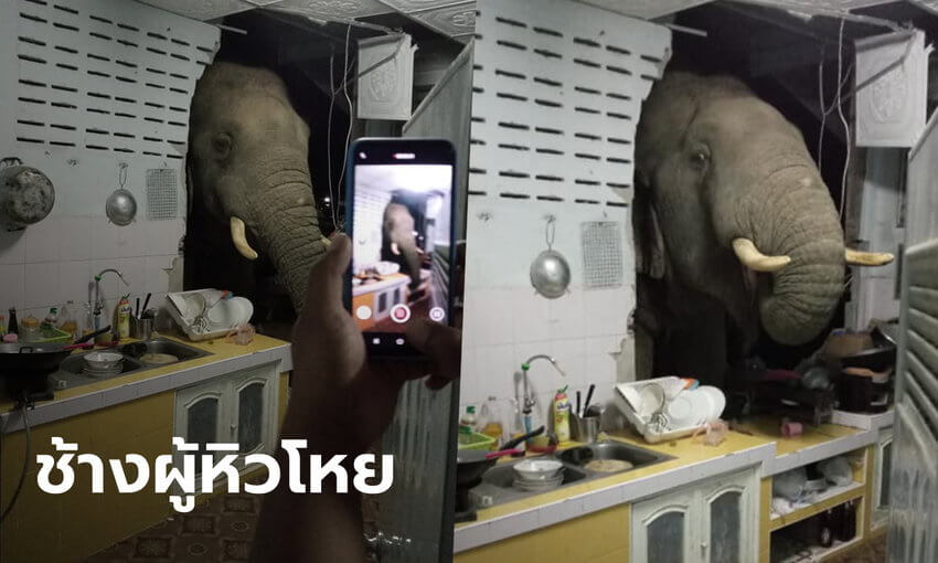 ช้างบุกบ้าน