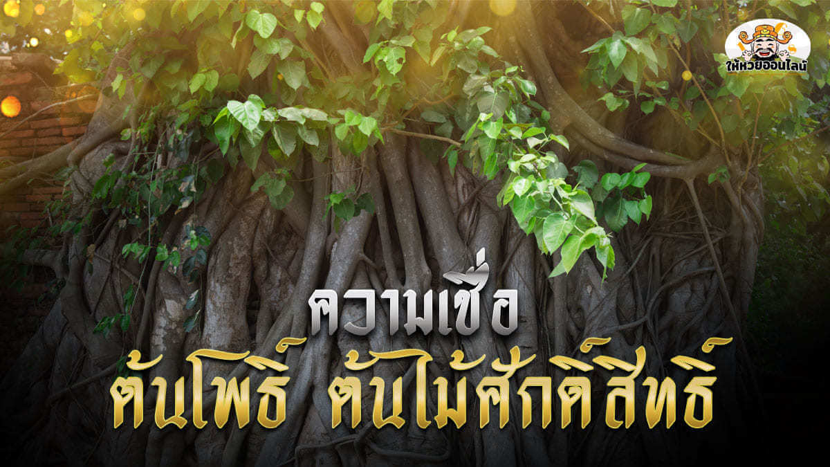 image-ร้อยเรื่องราวความเชื่อ ต้นโพธิ์ ต้นไม้ศักดิ์สิทธิ์