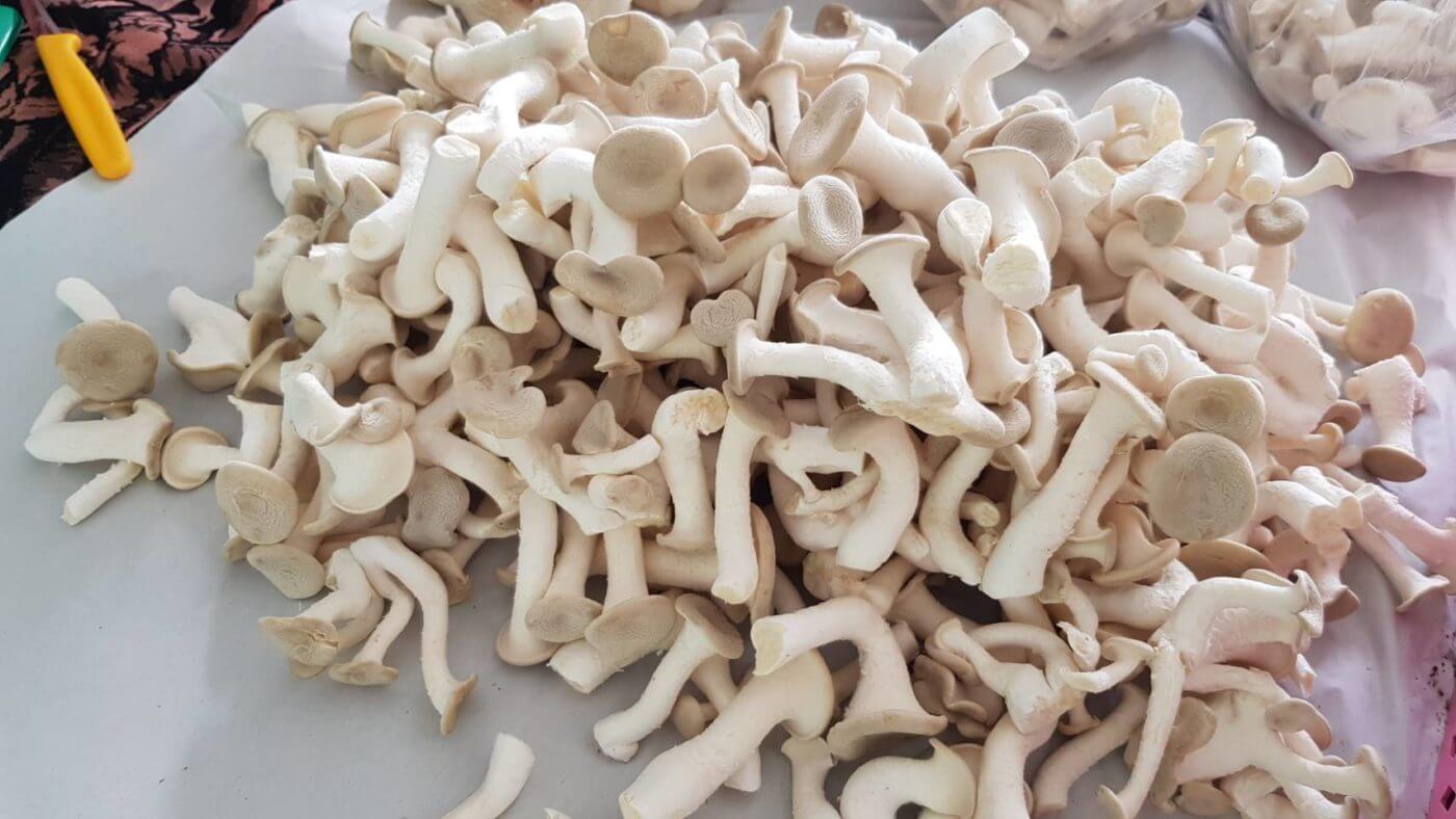 เห็ดโคน
