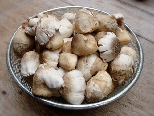 เห็ดฟาง