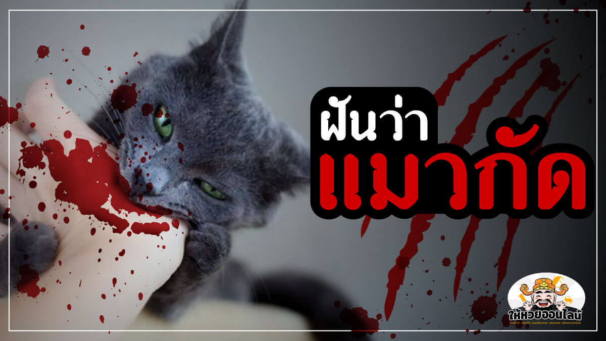 image-"ฝันว่าแมวกัด" ฝันแบบนี้ ตีเลขเด็ดทำนายฝันว่าอย่างไร