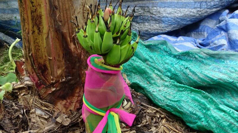 ต้นกล้วยปลีดอกบัว