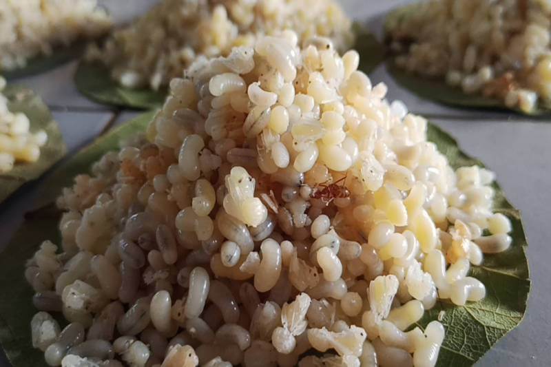 ไข่มดแดง