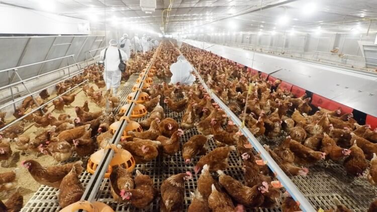 ไก่เลี้ยงในฟาร์ม