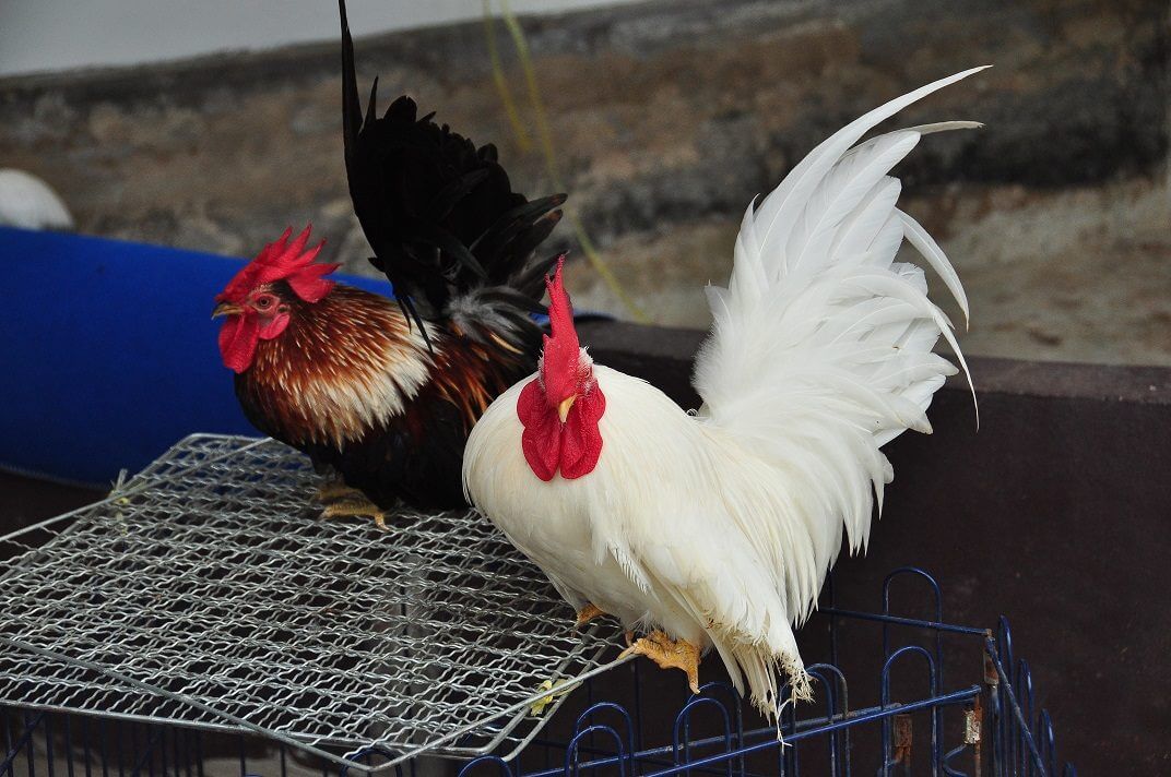 ไก่แจ้