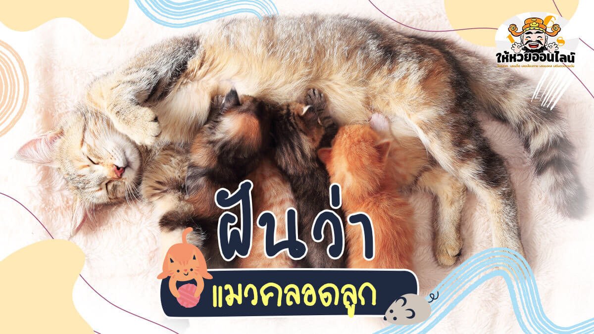 image-ฝันเห็นแมวคลอดลูก สัตว์เลี้ยงนำโชค เรียกโชคลาภมาให้เจ้าของ