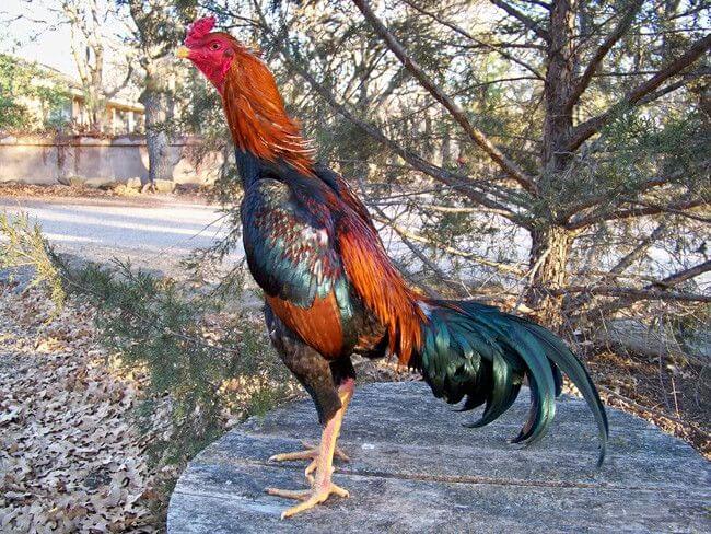 ไก่ชน1ตัว