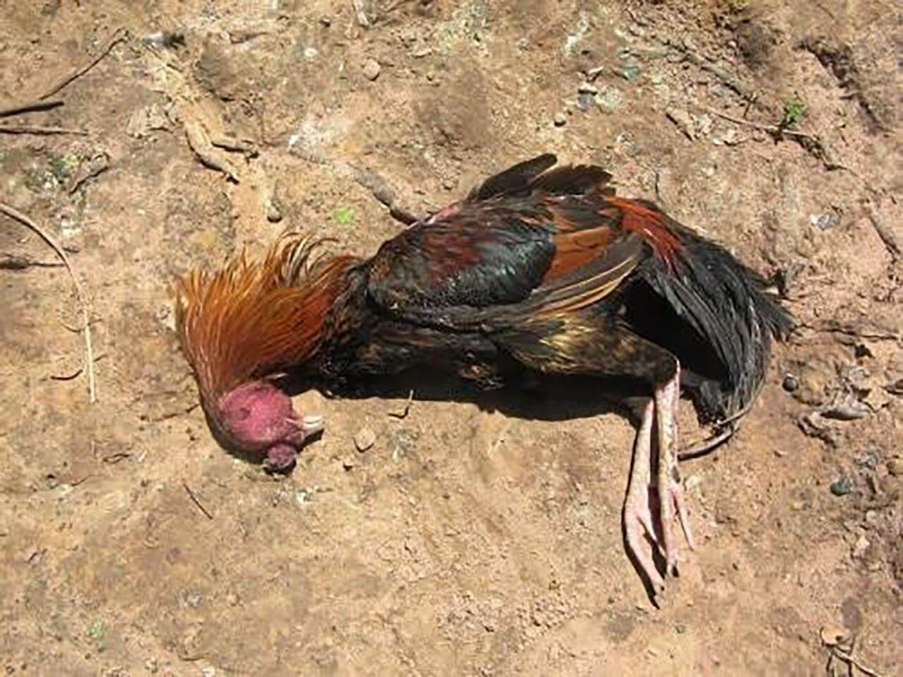 ไก่ตาย