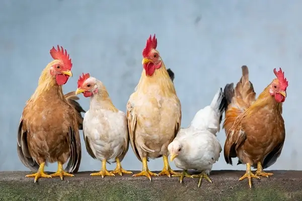 ไก่