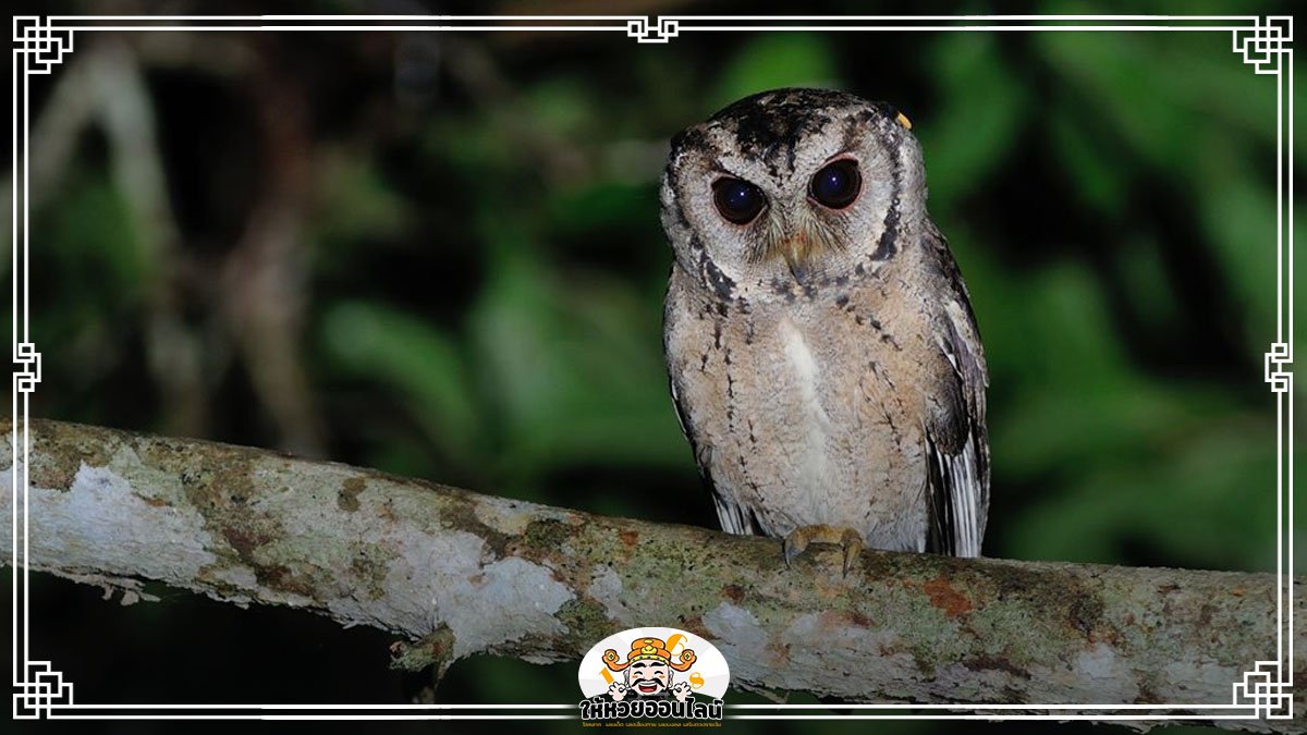 image-ฝันเห็นนกฮูก ฝันแบบนี้หมายถึงอะไร? ทำนายฝัน ตีเลขลุ้นโชค