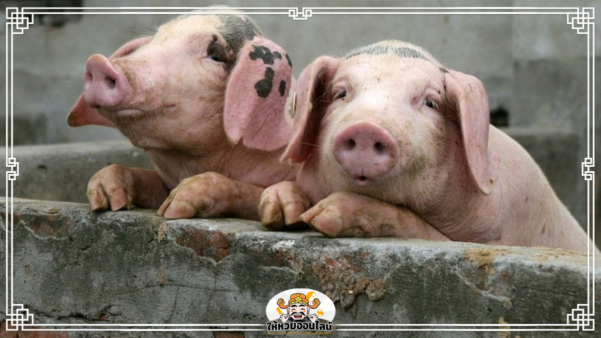 image-ฝันเห็นหมู ลูกหมู หมูหลายตัว เปิดคำทำนาย ตีเลข เช็กดวงช่วงนี้
