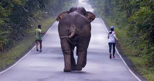 ช้างวิ่งตาม