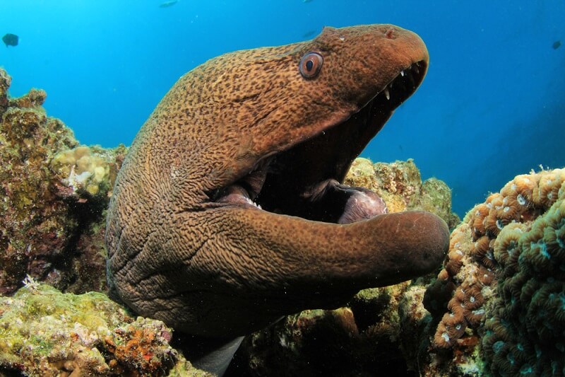 ปลาไหล moray