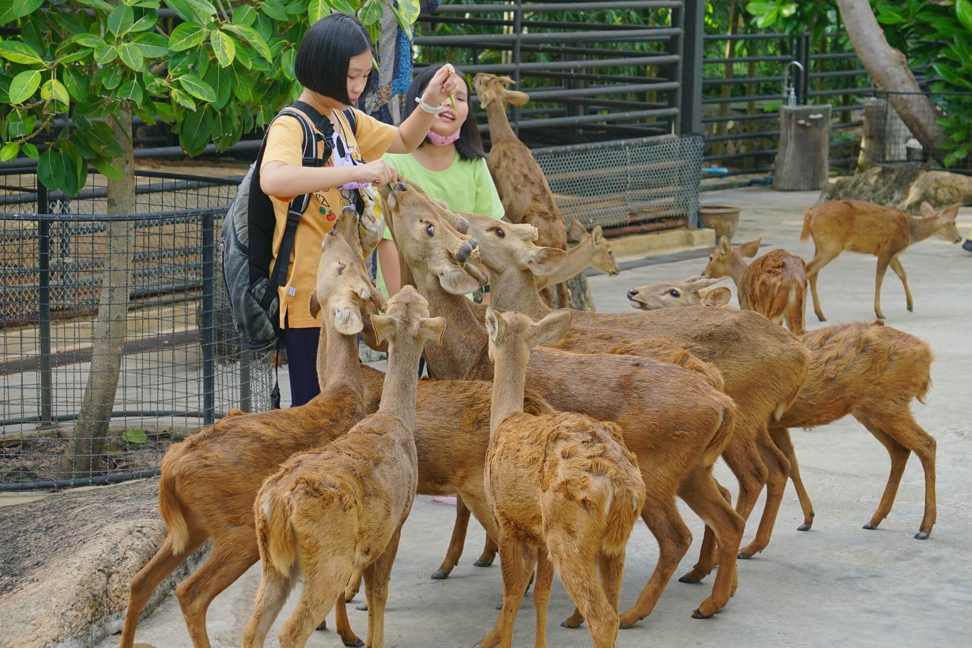 ให้อาหารสัตว์