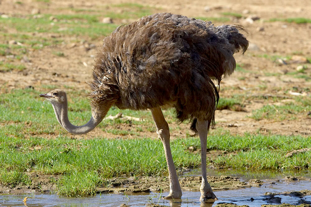 ostrich