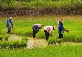 ทำนาปลูกข้าว