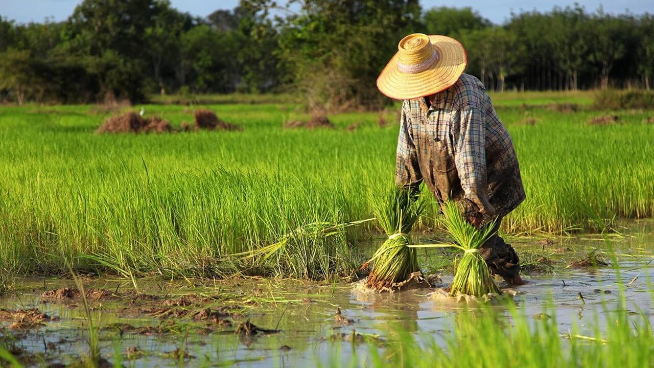 ปลูกข้าว