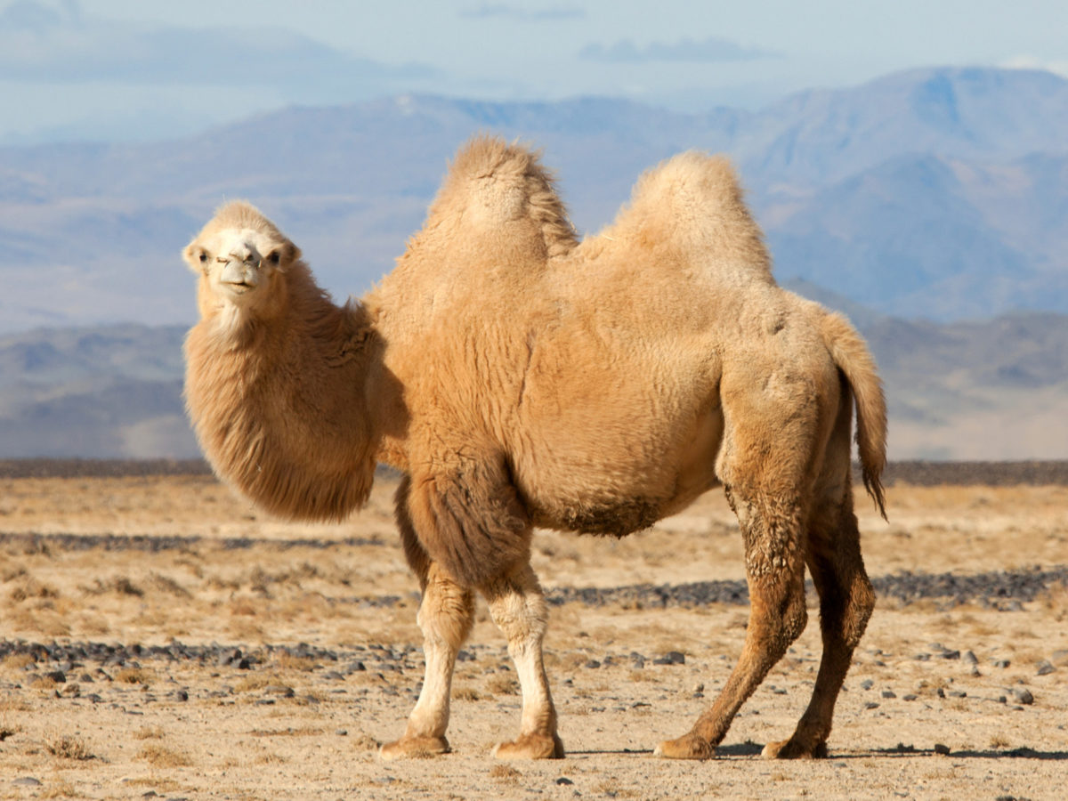 camel