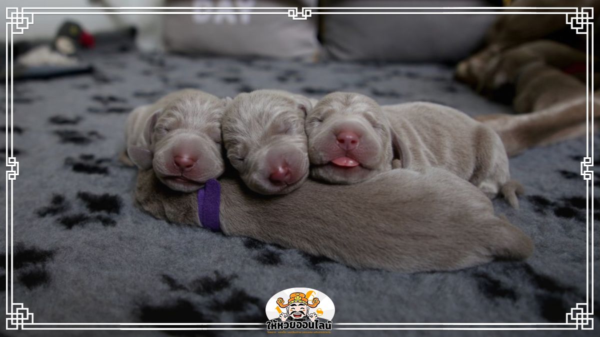 image-ฝันเห็นหมาคลอดลูก เปิดคำทำนาย ความเชื่อโบราณ 2567