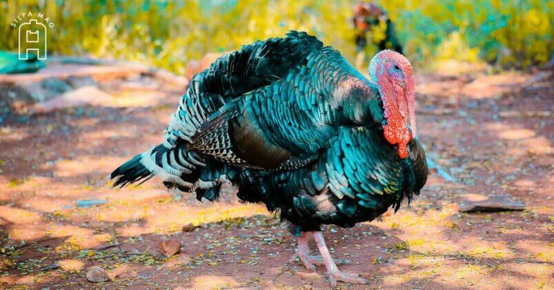 ไก่งวงป่า