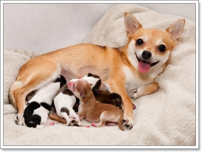 หมาออกลูก
