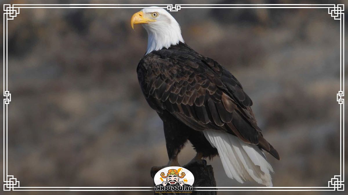 image-ฝันเห็นนกอินทรีย์ ฝันถึงนกอินทรีย์ เปิดดวงชะตา 2568