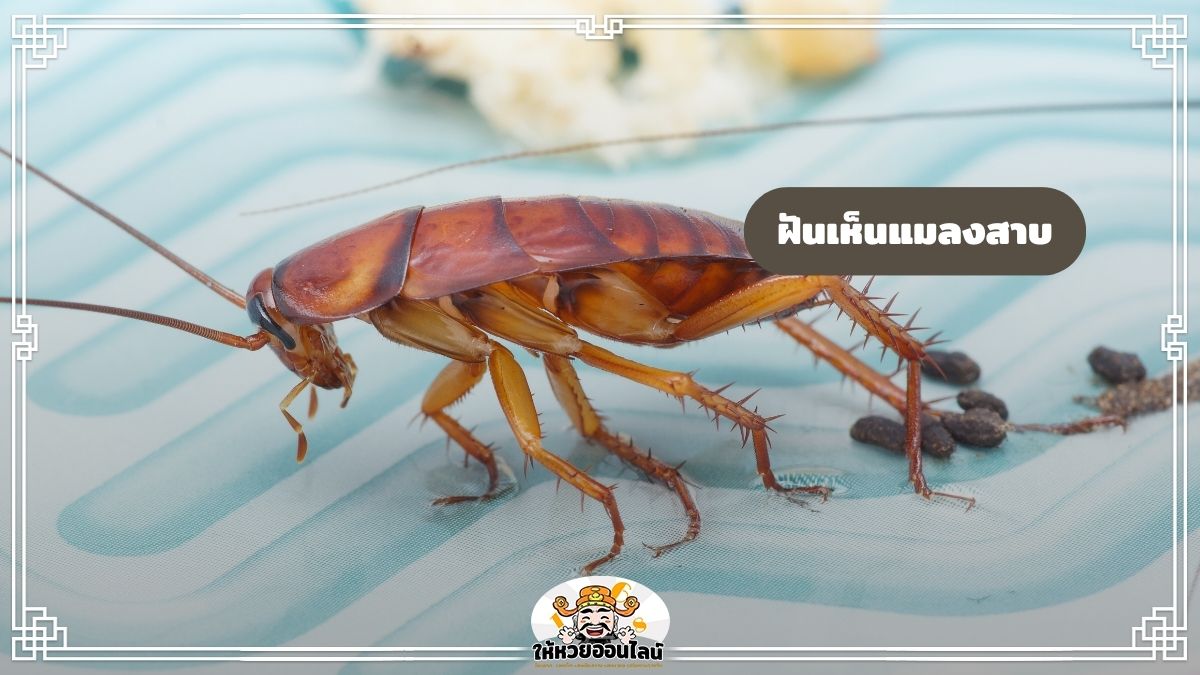 image-ฝันเห็นแมลงสาบ ตีเลขเด็ด ทำนายฝัน เปิดดวงชะตาช่วงนี้