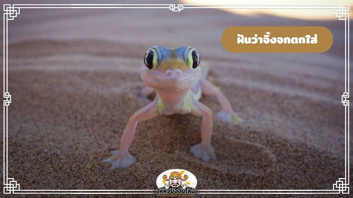 image-ฝันว่าจิ้งจกตกใส่ ทำไมถึงฝันแบบนี้ ตีเลขเด็ด เช็กดวงชะตา