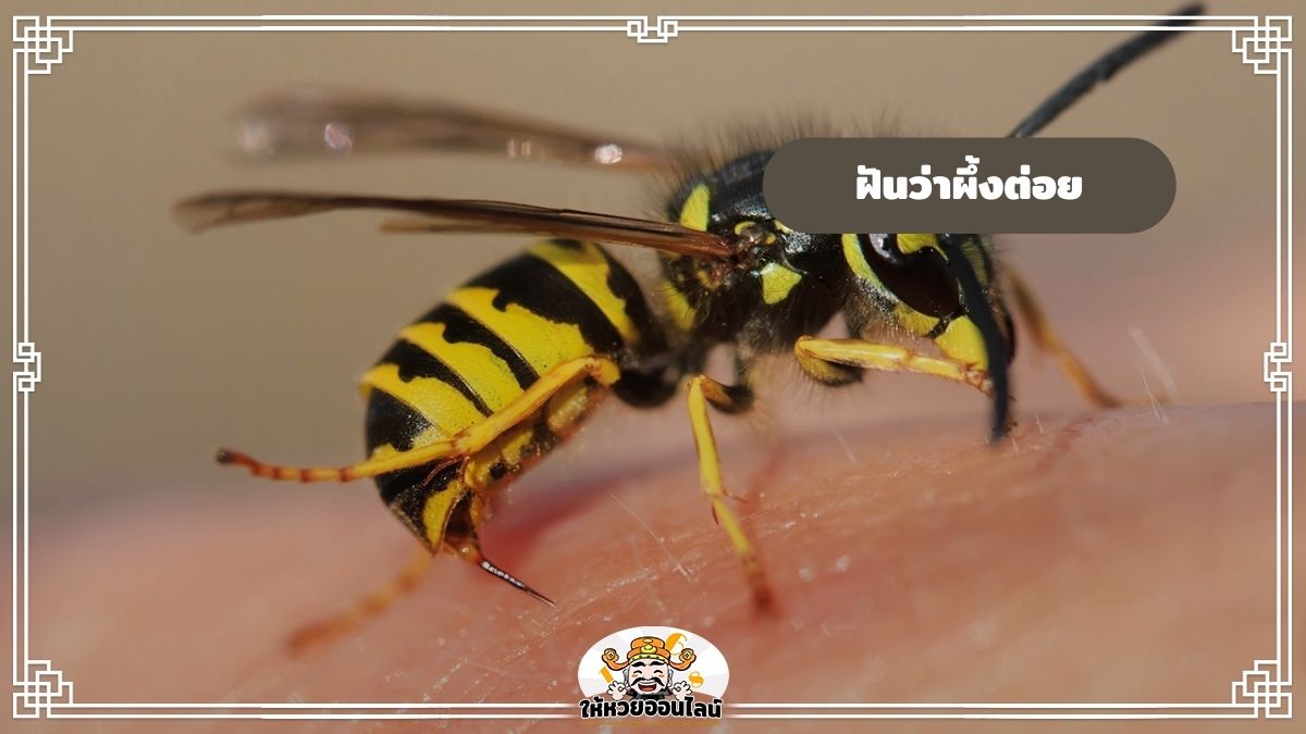 image-ฝันว่าผึ้งต่อย ฝันว่าโดนผึ้งต่อย ทำนายฝัน พร้อมเลขเด็ดแม่น ๆ
