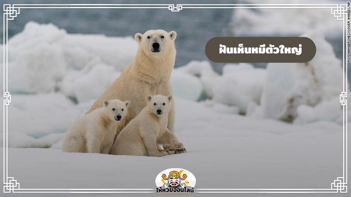 image-ฝันเห็นหมีตัวใหญ่ เปิดดวงชะตา 2568 พร้อมคำทำนายจากฝัน