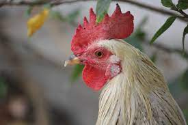 ไก่