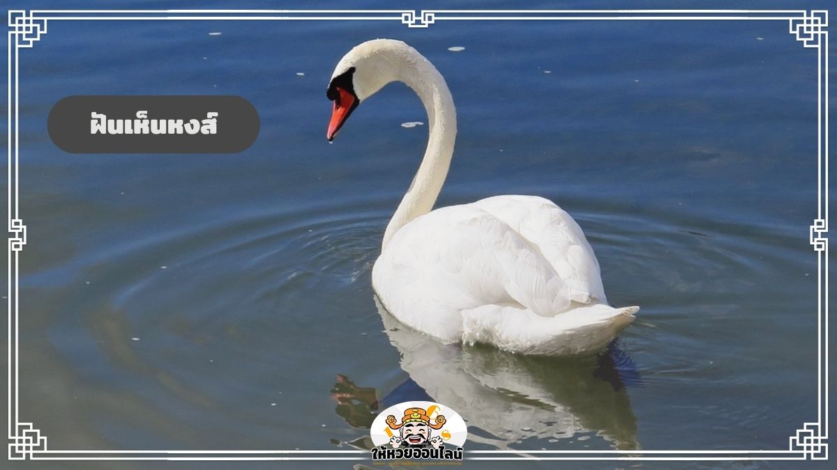 image-ฝันเห็นหงส์ เปิดความเชื่อเกี่ยวกับหงส์ พร้อมเลขมงคล