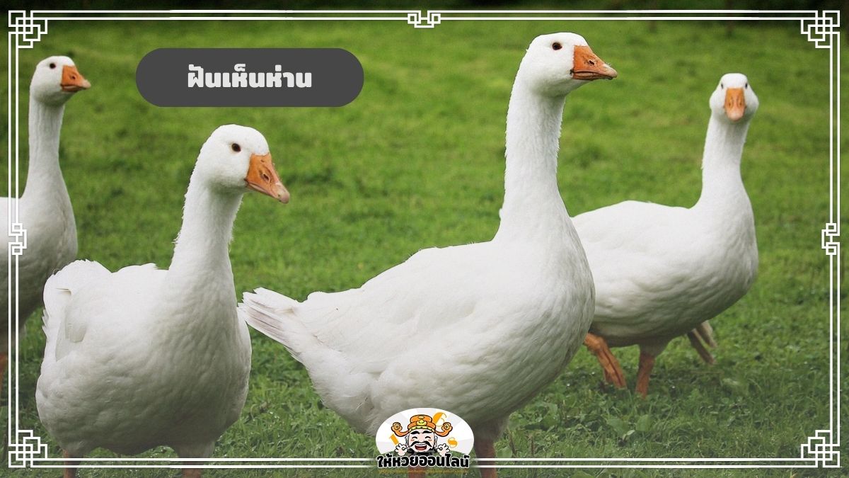 image-ฝันเห็นห่าน ตีความหมาย พร้อมเลขเด็ดแม่น ๆ จากฝัน