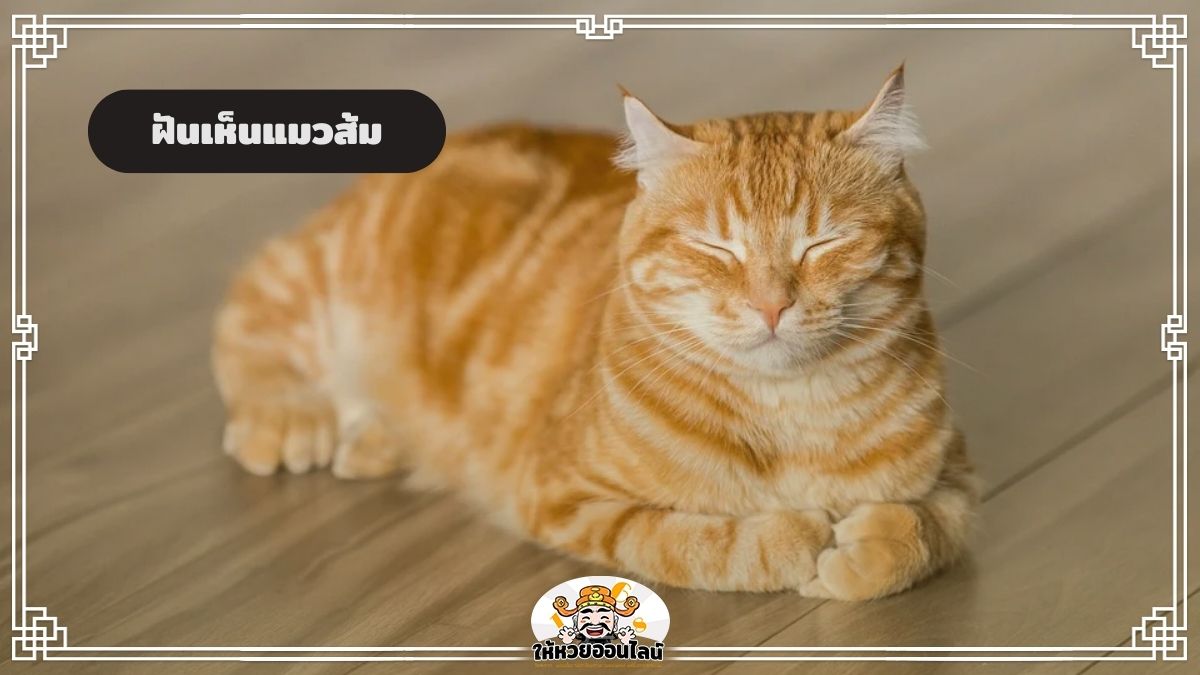 image-ฝันเห็นแมวสีส้ม แปลความฝัน คำทำนาย พร้อมบอกเลขมงคล