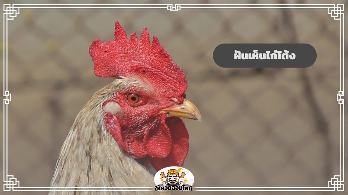 image-ฝันเห็นไก่โต้ง เปิดดวง การงาน การเงิน ความรัก โชคลาภ