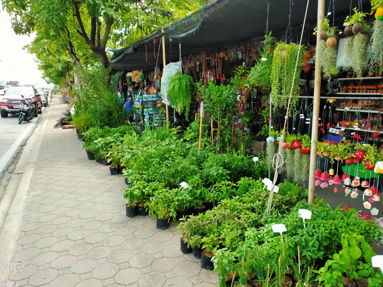 ซื้อต้นไม้