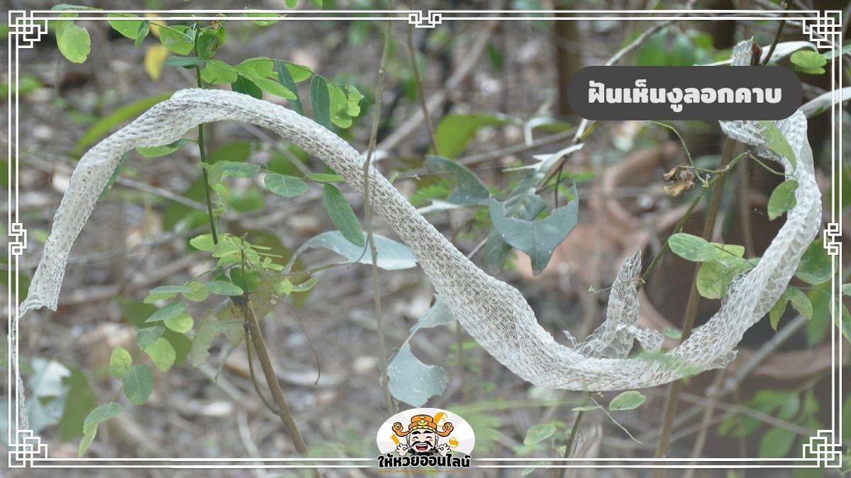 image-ฝันเห็นงูลอกคาบ ฝันเห็นคาบงู เปิดคำทำนายปี 2568 แจกเลขเด็ดฟรี