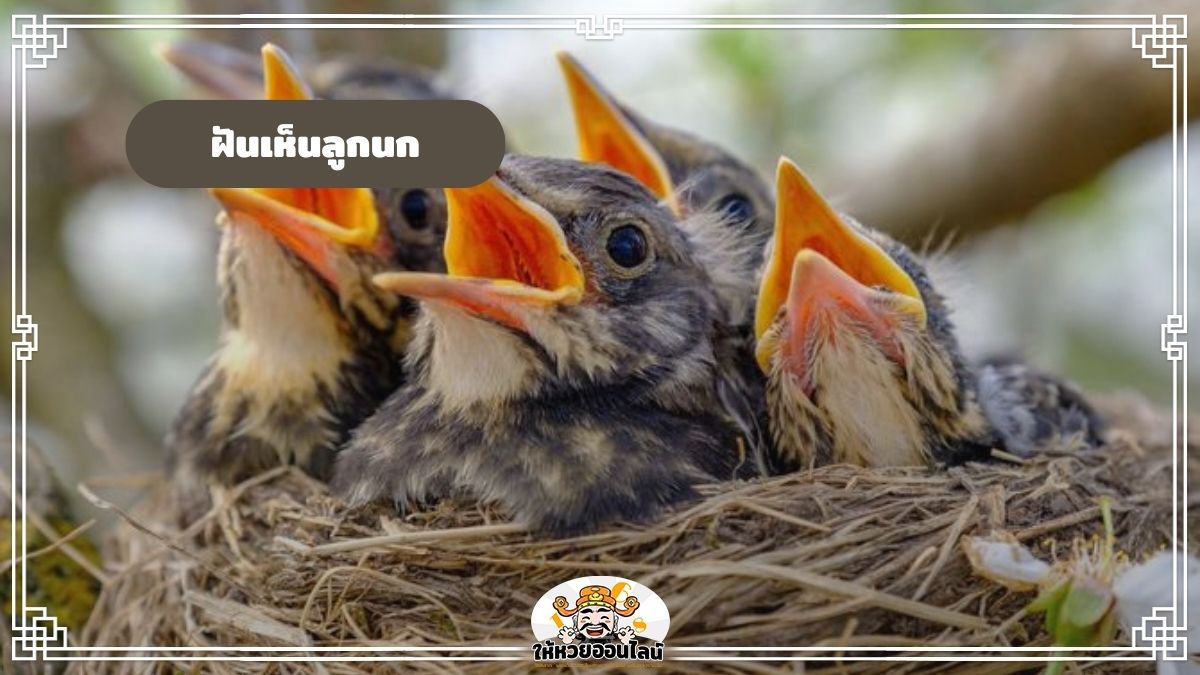 ฝันเห็นลูกนก ฝันเห็นรังนก เปิดคำทำนาย 2568 พร้อมเลขมงคล